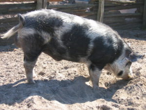 Scientists Restore Pig Organs After Their Heart Stop pig