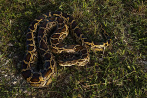 Python Hunt Officially Began Today in Florida python
